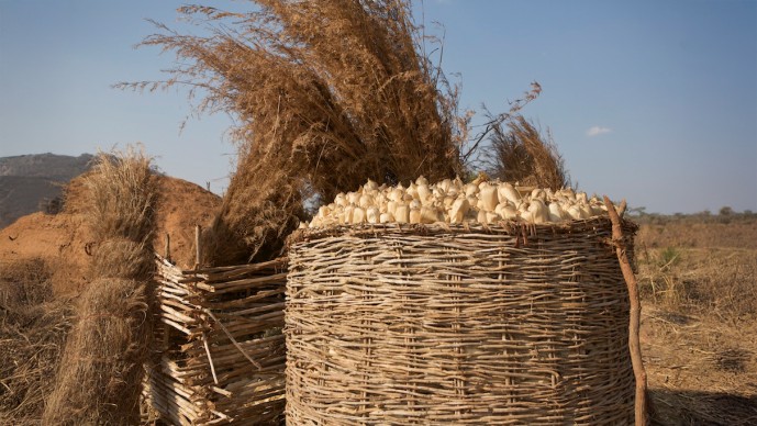 Keeping Harvested Crops Fresh