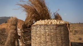 /sites/default/files/styles/listing_image/public/Keeping%20Harvested%20Crops%20Fresh?itok=dXmEM0f1