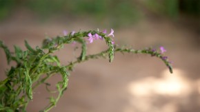 /sites/default/files/styles/listing_image/public/Eliminating%20Witchweed?itok=s4mIi5_6