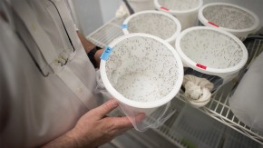 /sites/default/files/styles/listing_image/public/Repelling%20Insects?itok=P0LHfXiZ