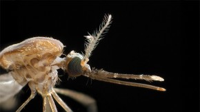 /sites/default/files/styles/listing_image/public/GCGH%20Retrospectives%20-%20Axel%20and%20Vosshall?itok=Zk9AiwPv