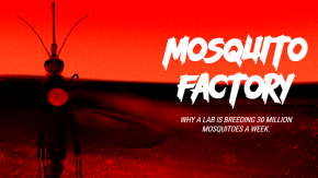/sites/default/files/styles/listing_image/public/Gates%20Notes%20-%20Mosquito%20Factory?itok=UalkD5LL